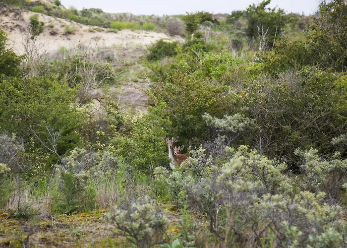 In Near The Holiday home Noordwijk